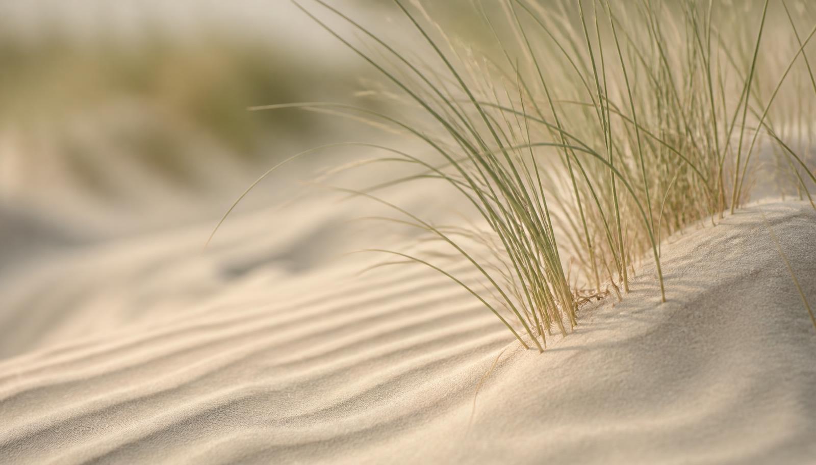 Close-up of marram grass anchoring the sand of the Meia Praia dune system